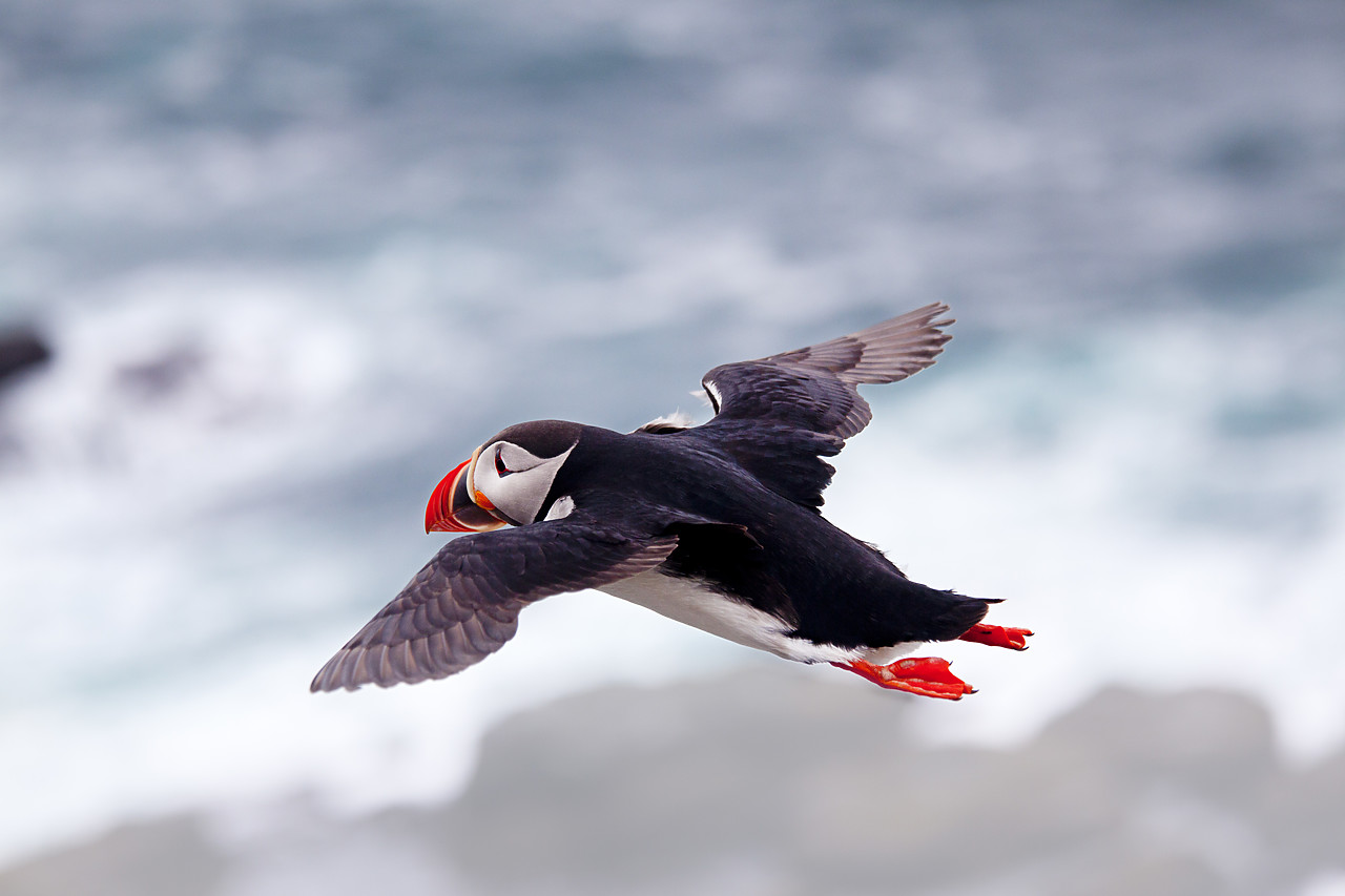 #100301-1 - Puffin in Flight, Latrabjarg, Iceland