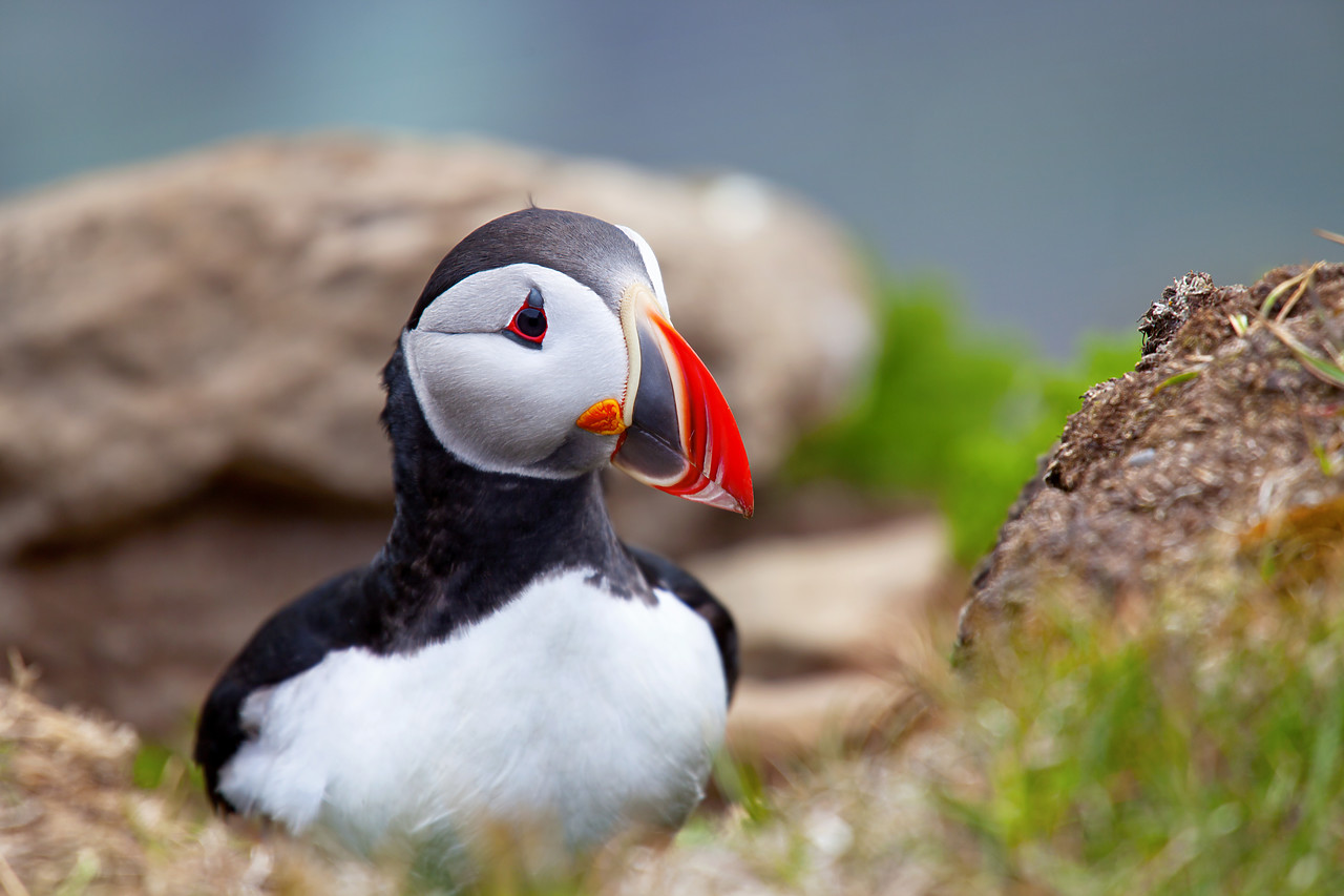 #100303-1 - Puffin, Latrabjarg, Iceland