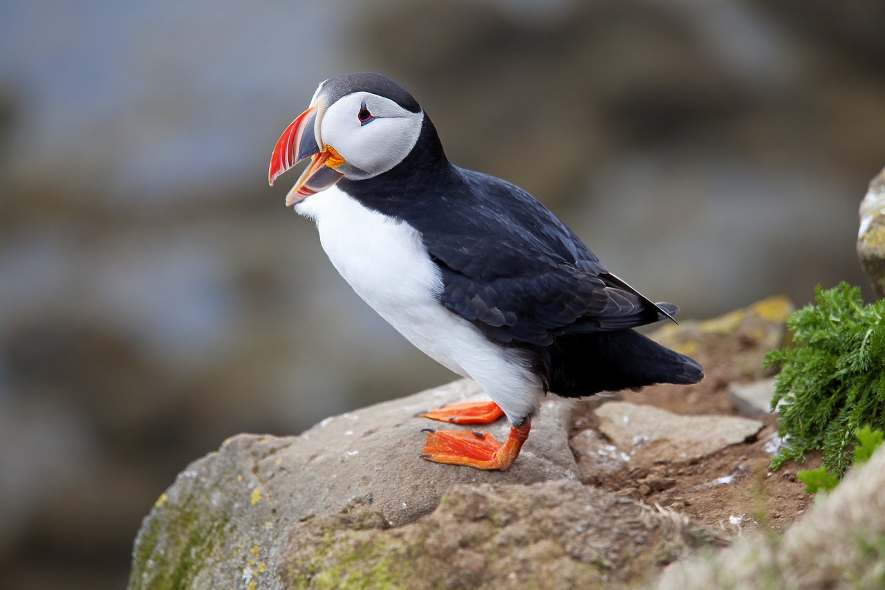 #100304-1 - Puffin, Latrabjarg, Iceland