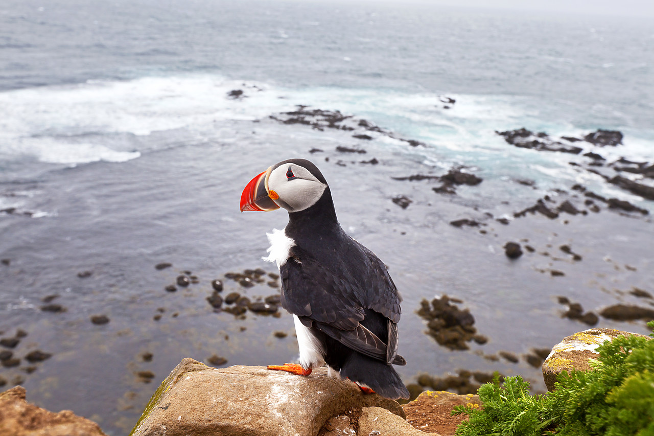 #100306-1 - Puffin, Latrabjarg, Iceland