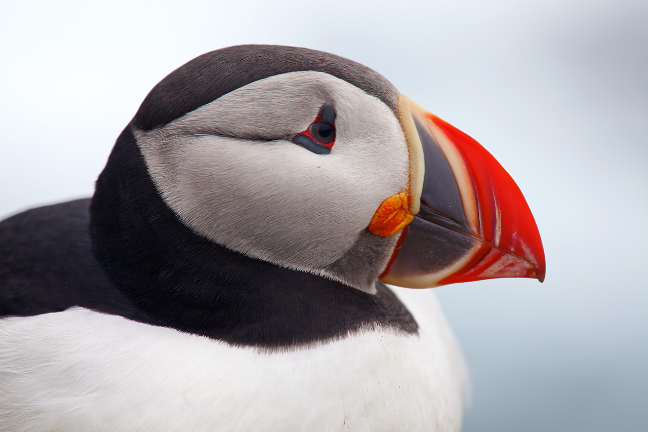 #100307-1 - Puffin, Latrabjarg, Iceland