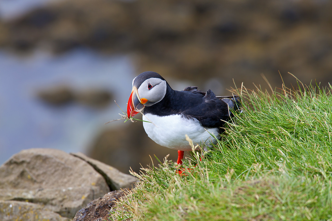 #100308-1 - Puffin, Latrabjarg, Iceland