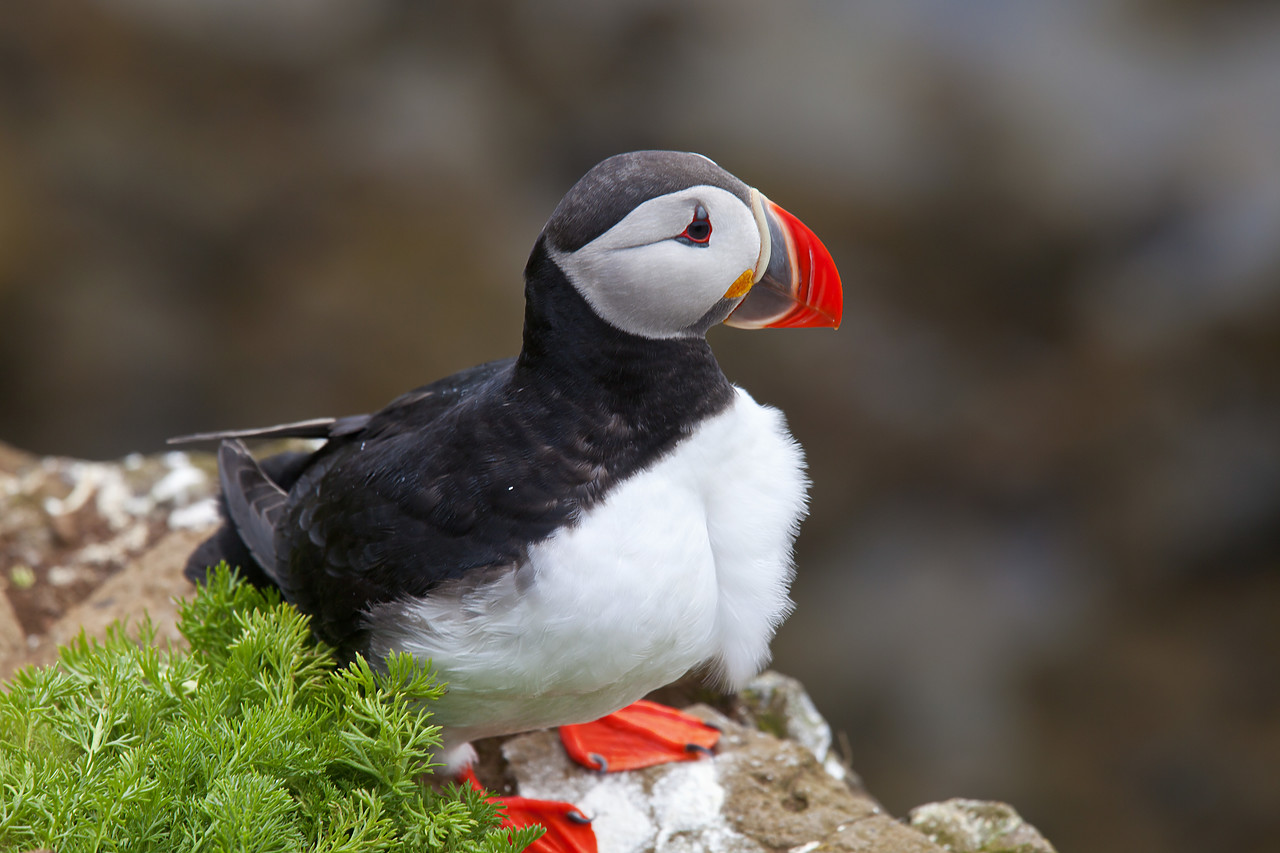 #100309-1 - Puffin, Latrabjarg, Iceland