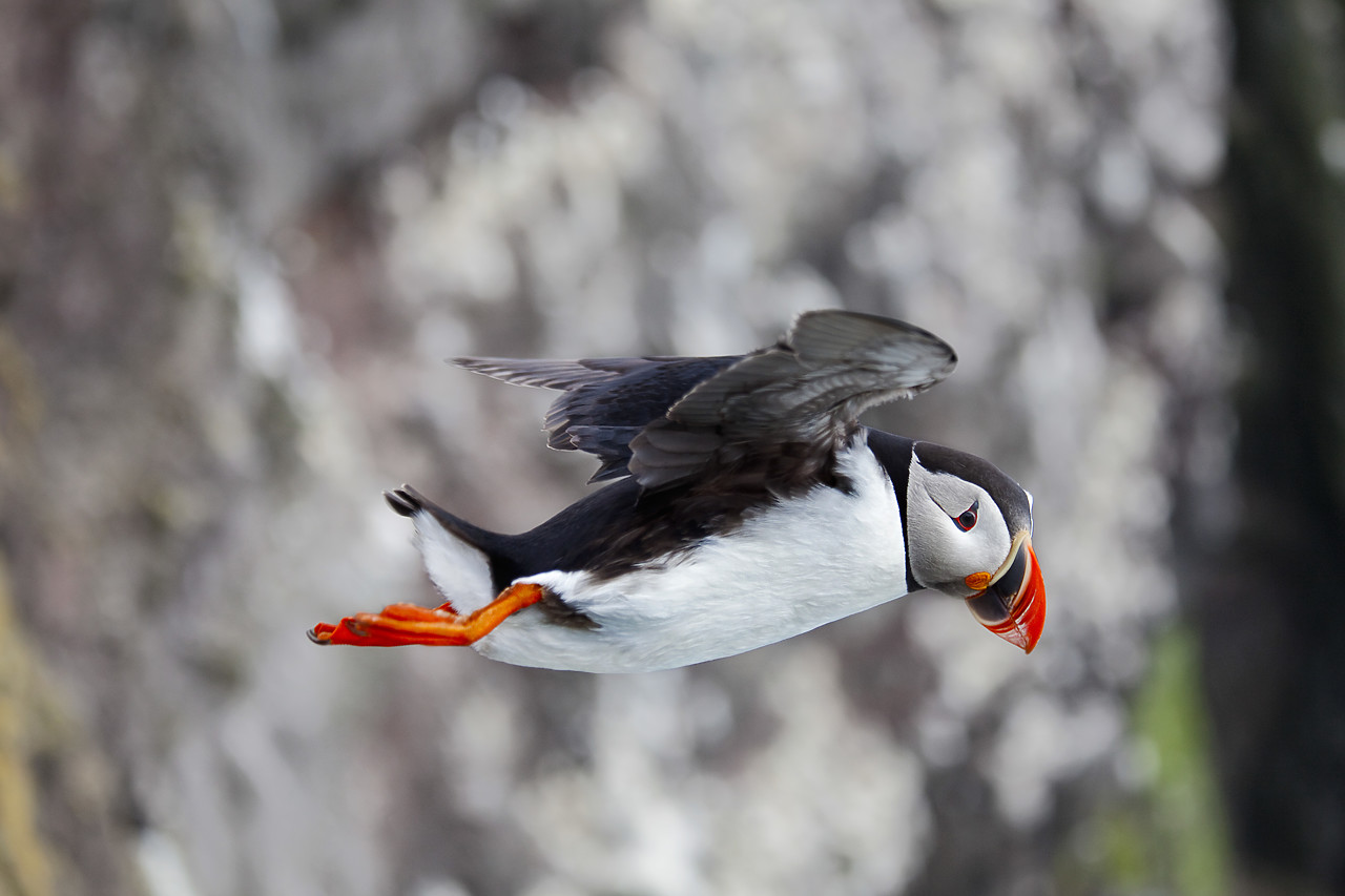 #100310-1 - Puffin in Flight, Latrabjarg, Iceland