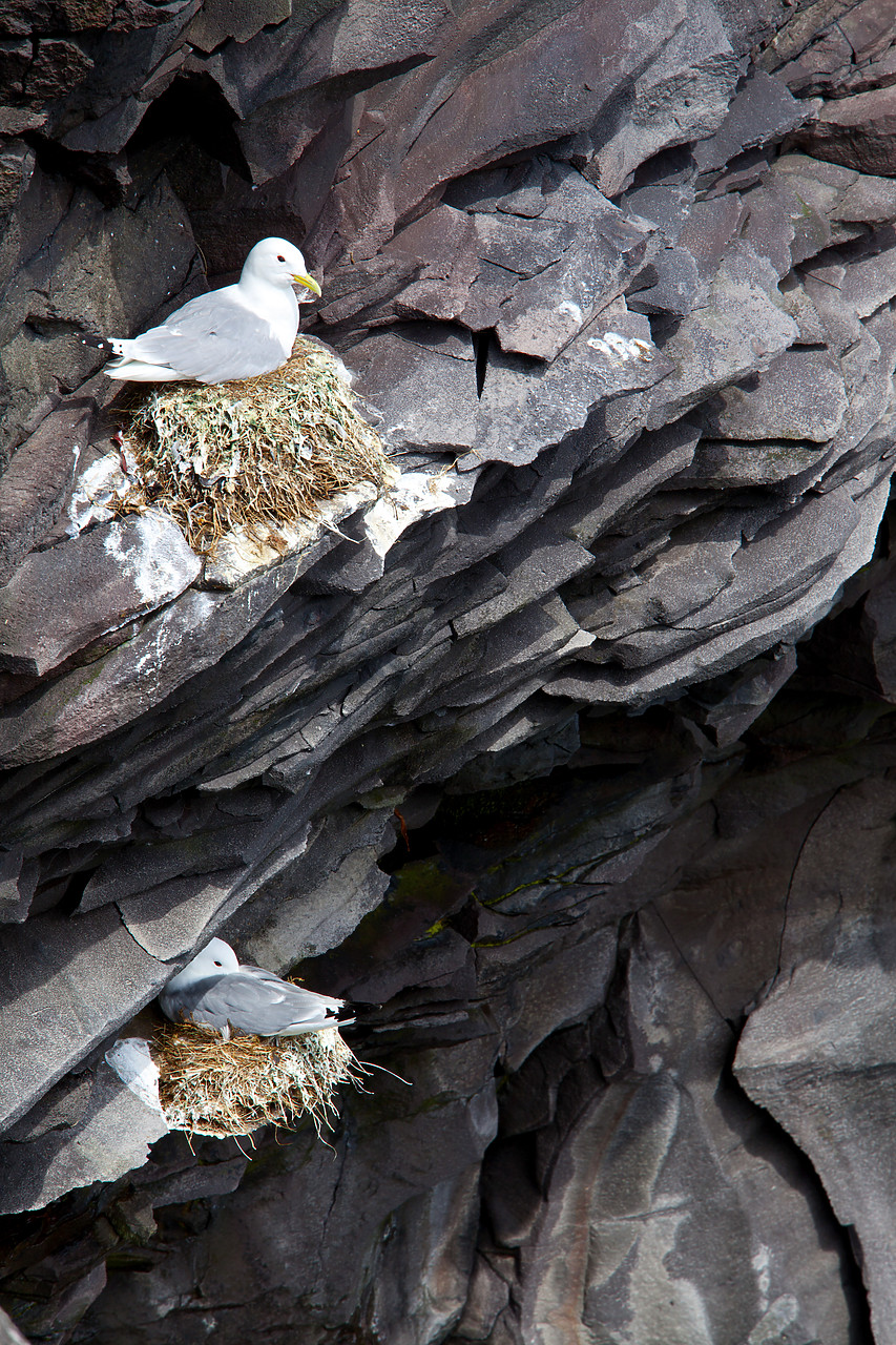 #100311-1 - Cliff Nesting Kittiwakes, Iceland