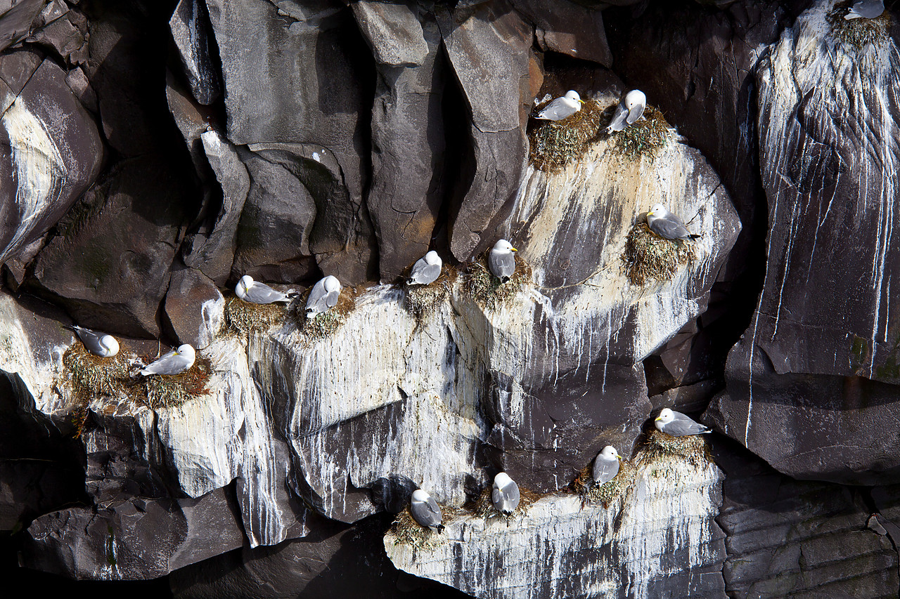 #100312-1 - Cliff Nesting Kittiwakes, Iceland