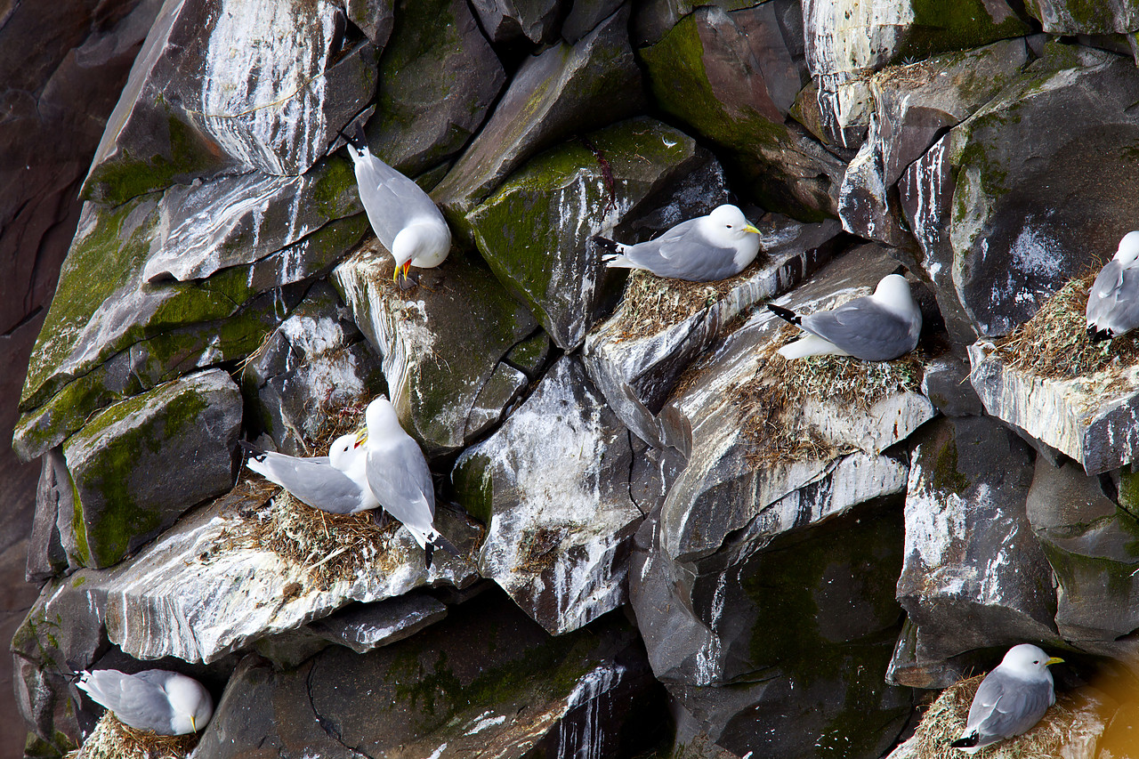 #100313-1 - Cliff Nesting Kittiwakes, Iceland