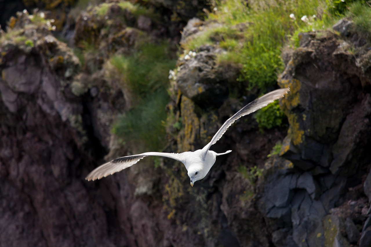 #100314-1 - Kittiwake in Flight, Iceland