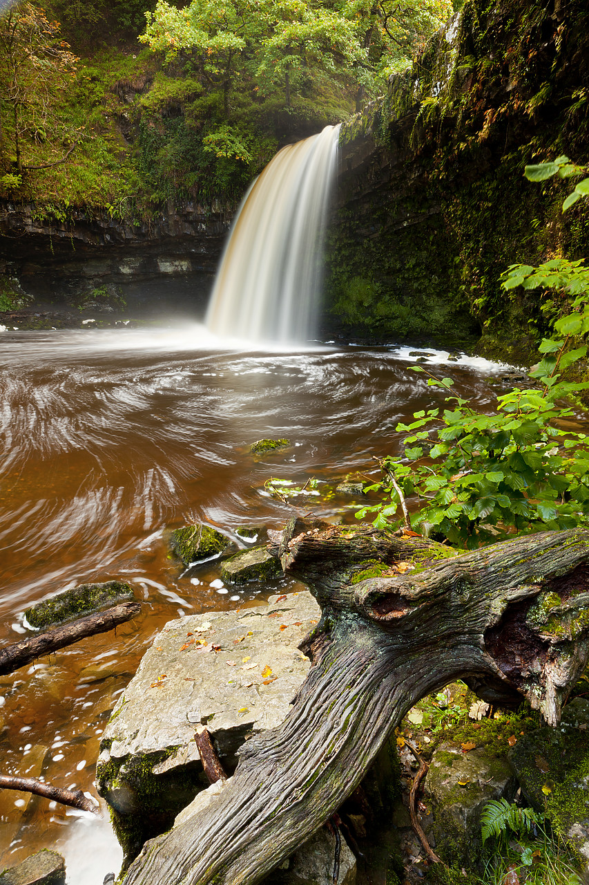 #100382-1 - Sgwd Gwladus or Lady Falls, Afon Pyrddin River, near Pontneddfechan, Breacon Beacon National Park, Wales