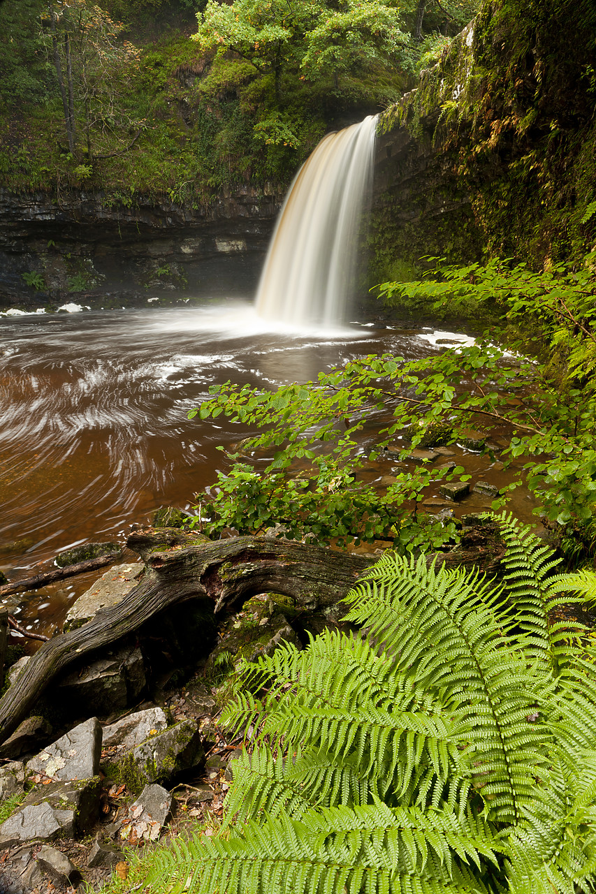 #100384-1 - Sgwd Gwladus or Lady Falls, Afon Pyrddin River, near Pontneddfechan, Breacon Beacon National Park, Wales