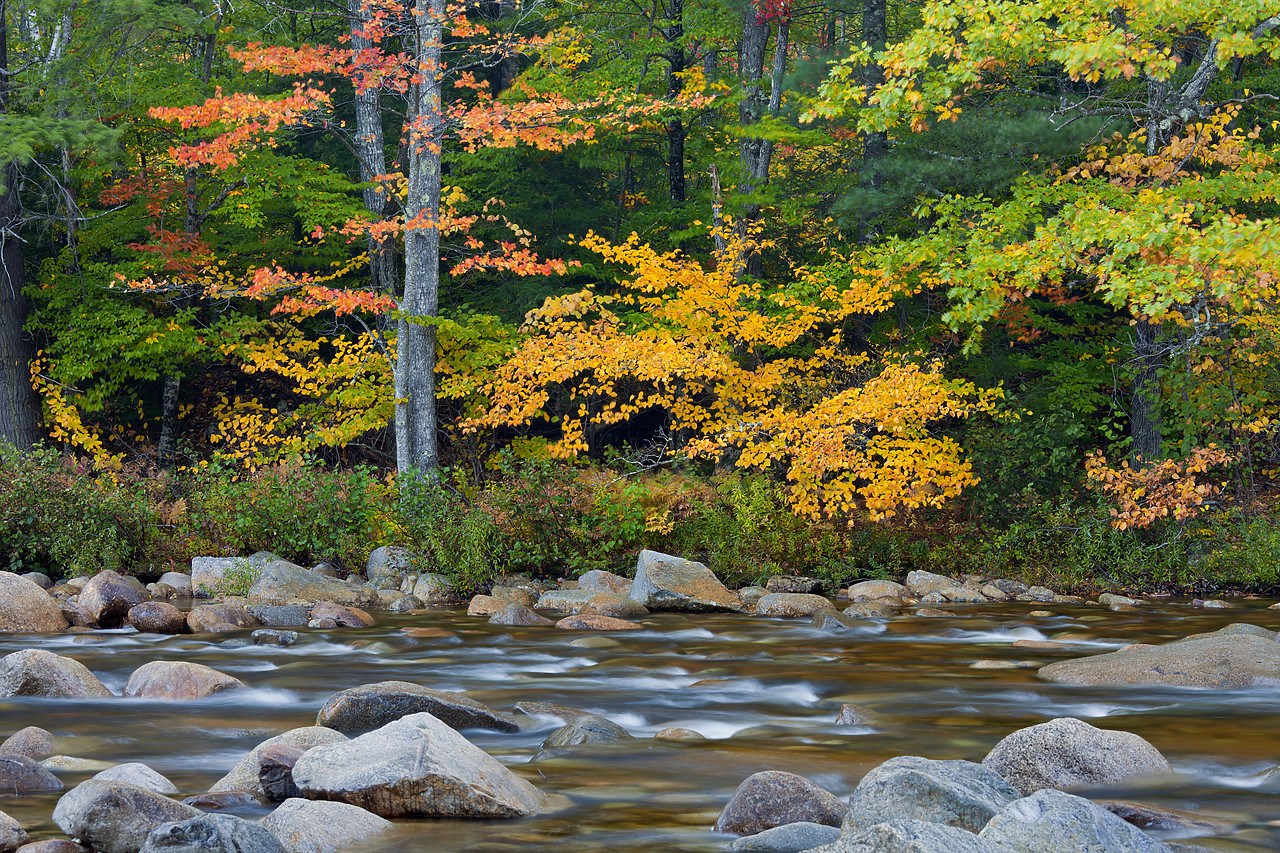 #100428-1 - Swift River in Autumn, New Hampshire, USA