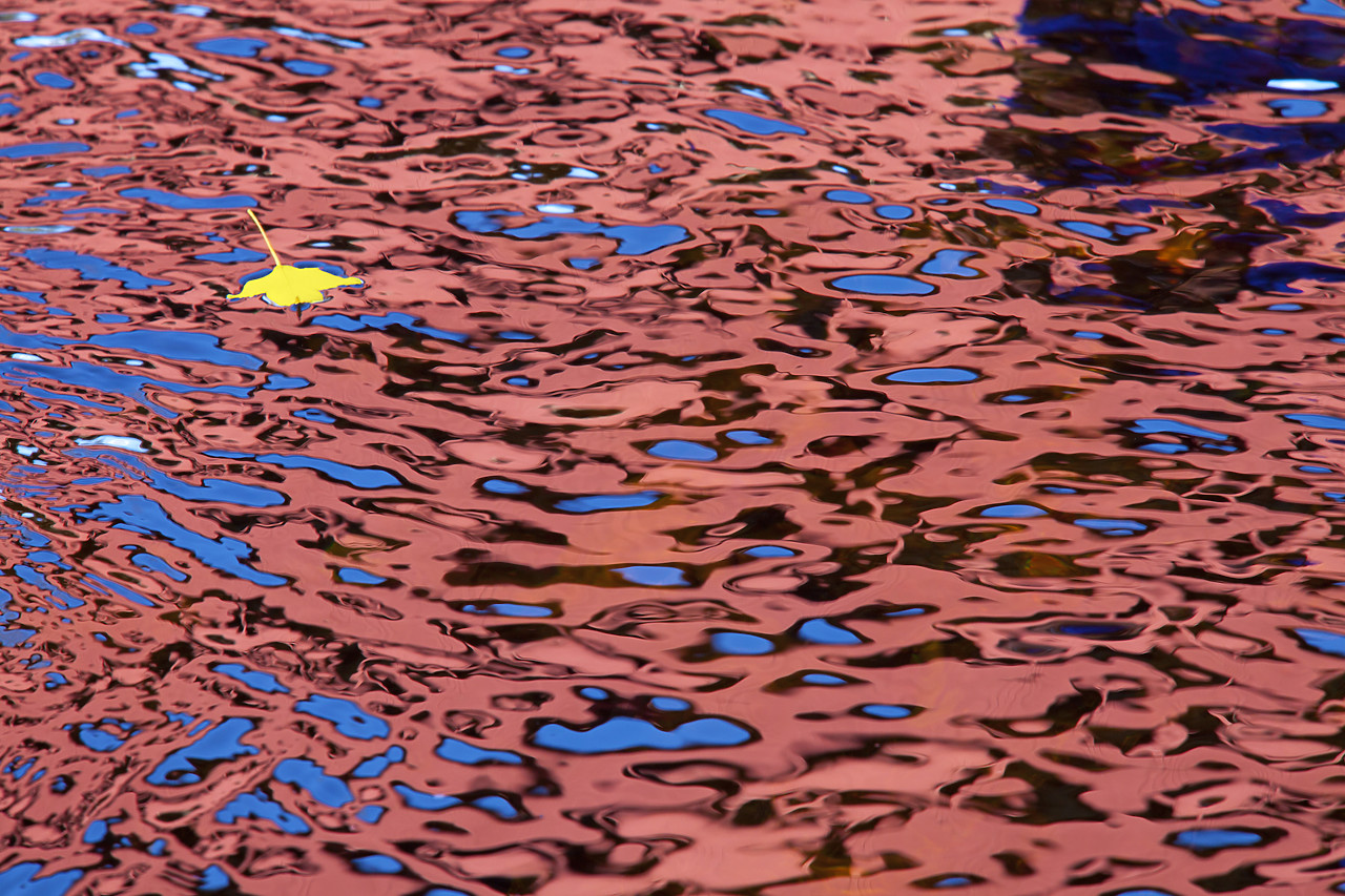 #100429-1 - Yellow Leaf & Water Reflection Abstract, New Hampshire, USA