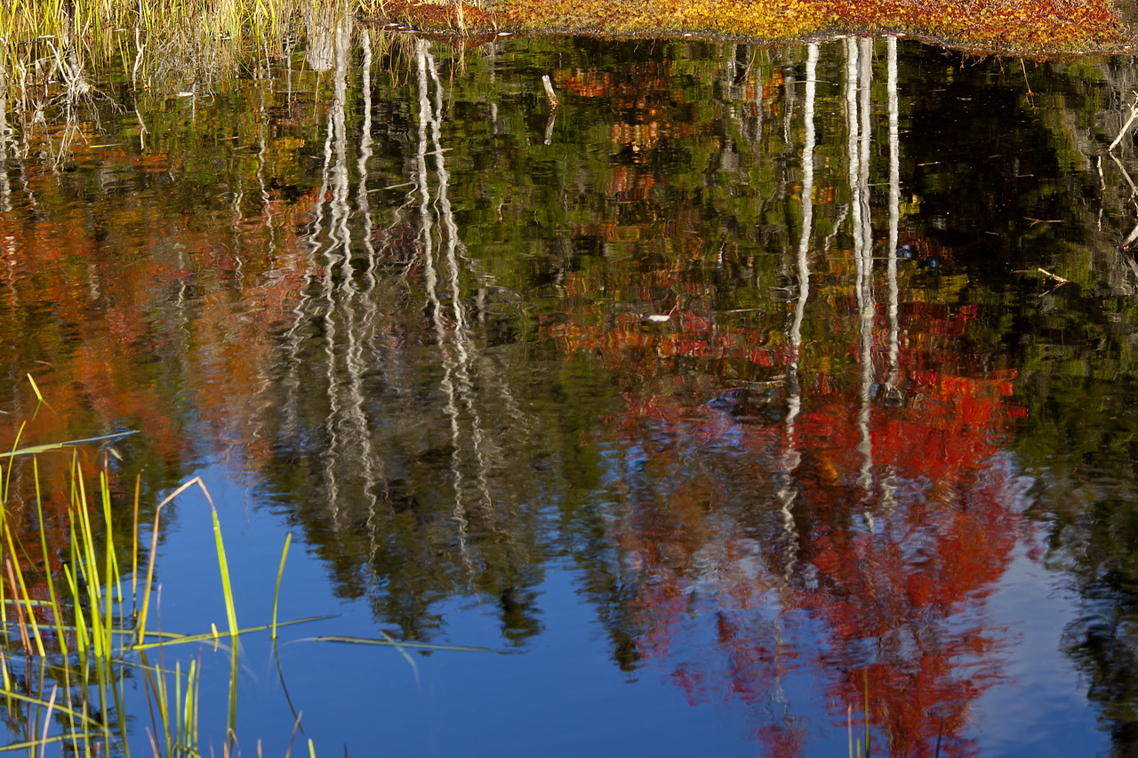 #100442-1 - Autumn Reflections in Pond, Acadia National Park, Maine, USA