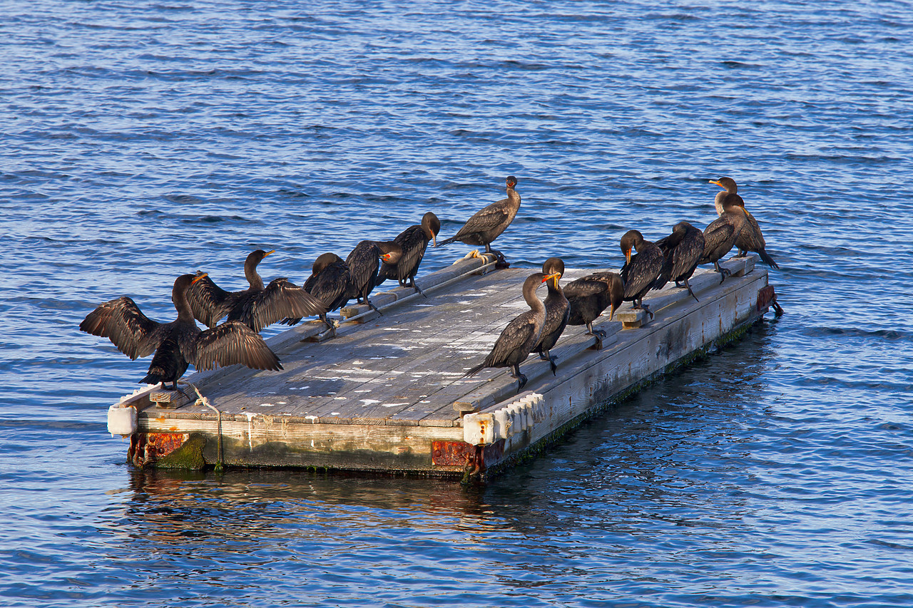 #100475-1 - Group of Cormorants, Rockport, Massachusetts, USA