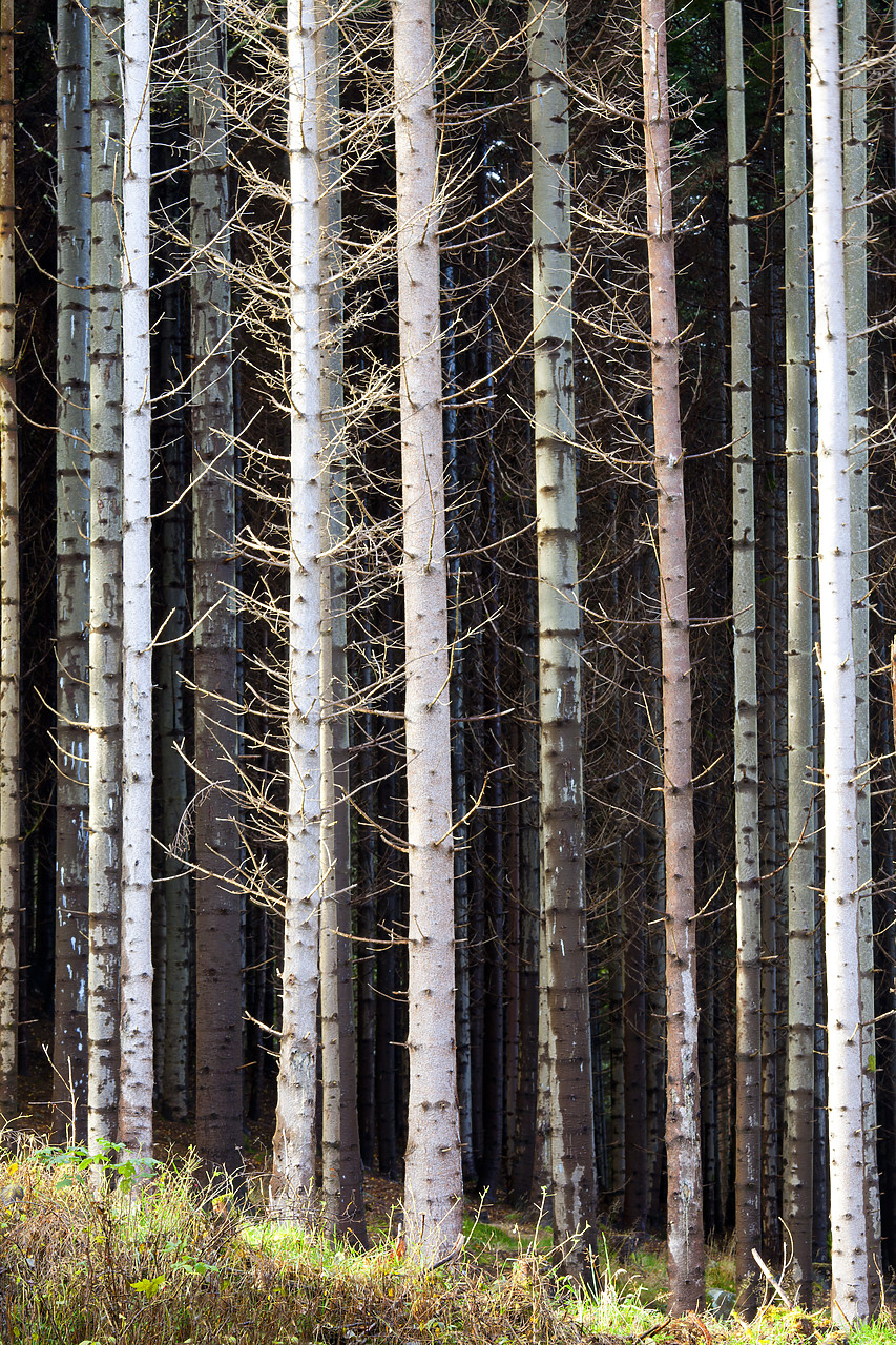 #100488-1 - Pine Tree Patterns, Tayside Region, Scotland