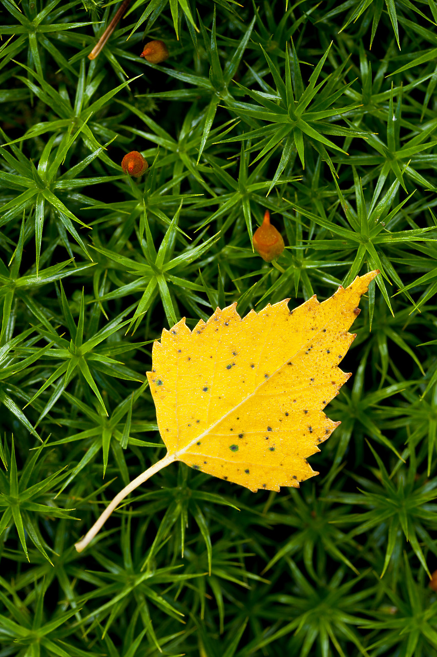 #100489-1 - Silver Birch Leaf on Moss, Scotland