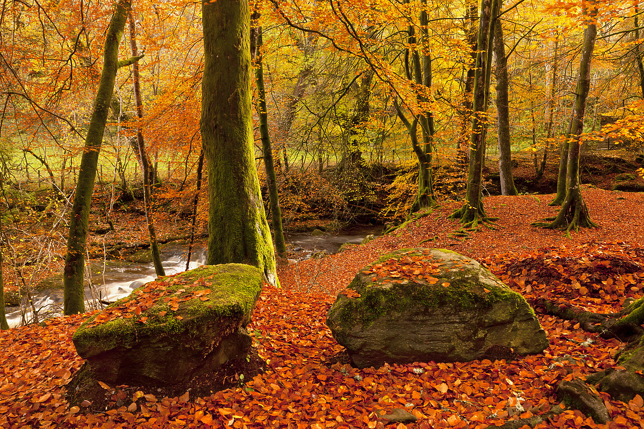 #100494-1 - The Birks of Aberfeldy in Autumn, Aberfeldy, Tayside Region, Scotland
