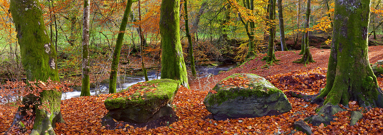 #100494-2 - The Birks of Aberfeldy in Autumn, Aberfeldy, Tayside Region, Scotland