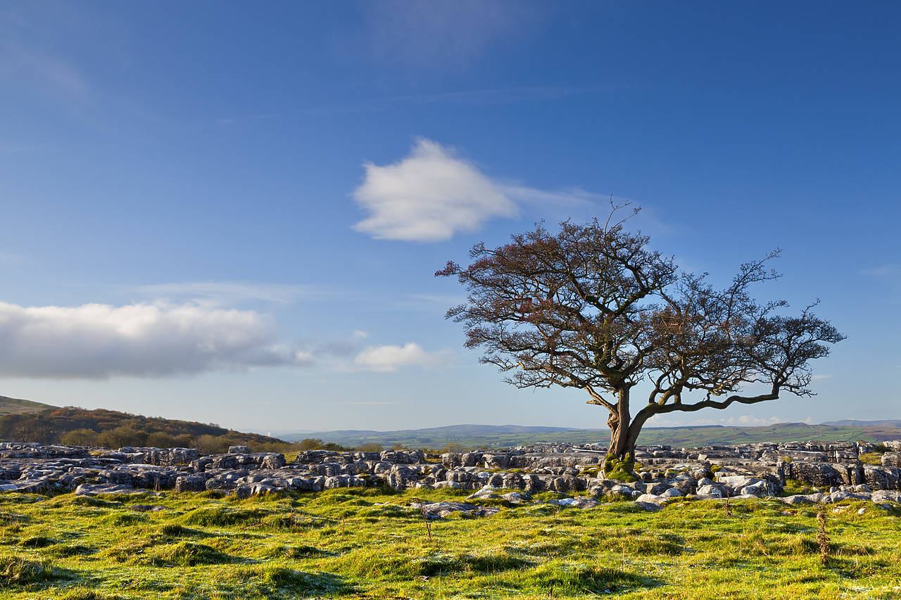 #100542-1 - Tree in Limestone Pavement, Yorkshire Dales National Park,   North Yorkshire, England