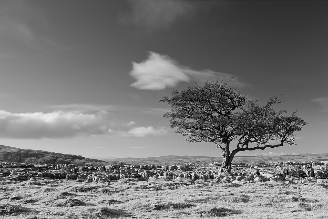#100542-2 - Tree in Limestone Pavement, Yorkshire Dales National Park,   North Yorkshire, England