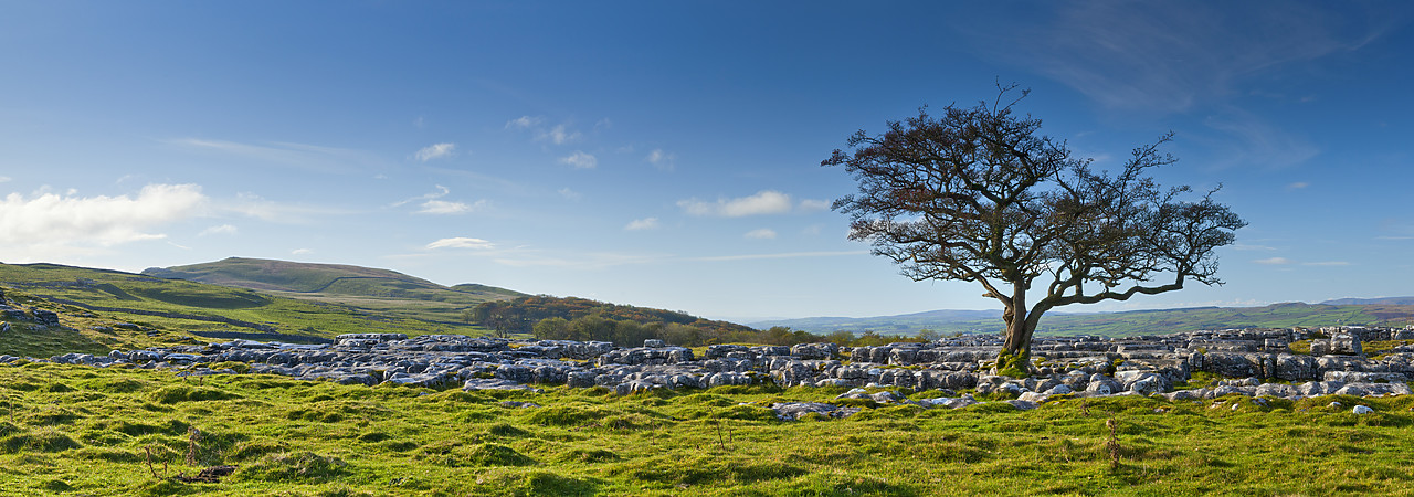 #100542-3 - Tree in Limestone Pavement, Yorkshire Dales National Park,   North Yorkshire, England