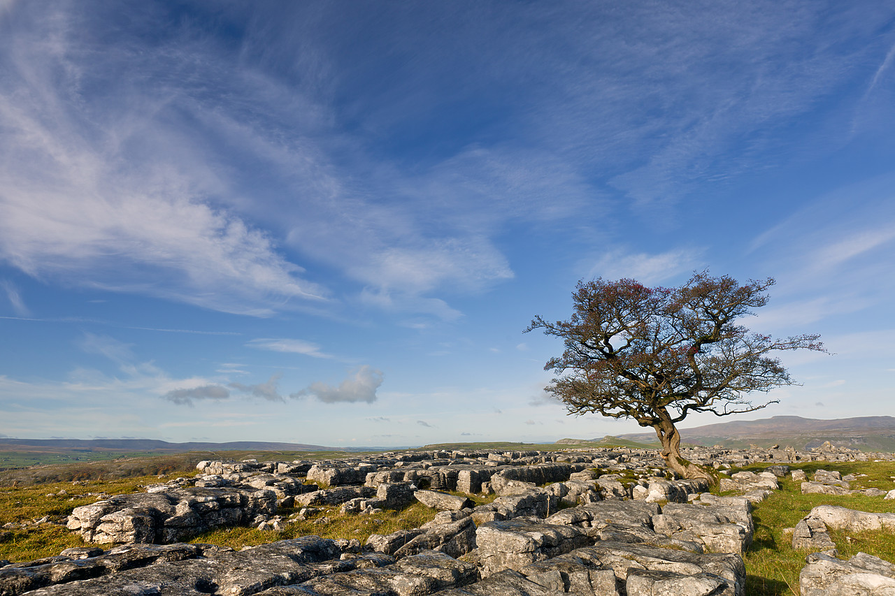#100543-1 - Tree in Limestone Pavement, Yorkshire Dales National Park,   North Yorkshire, England