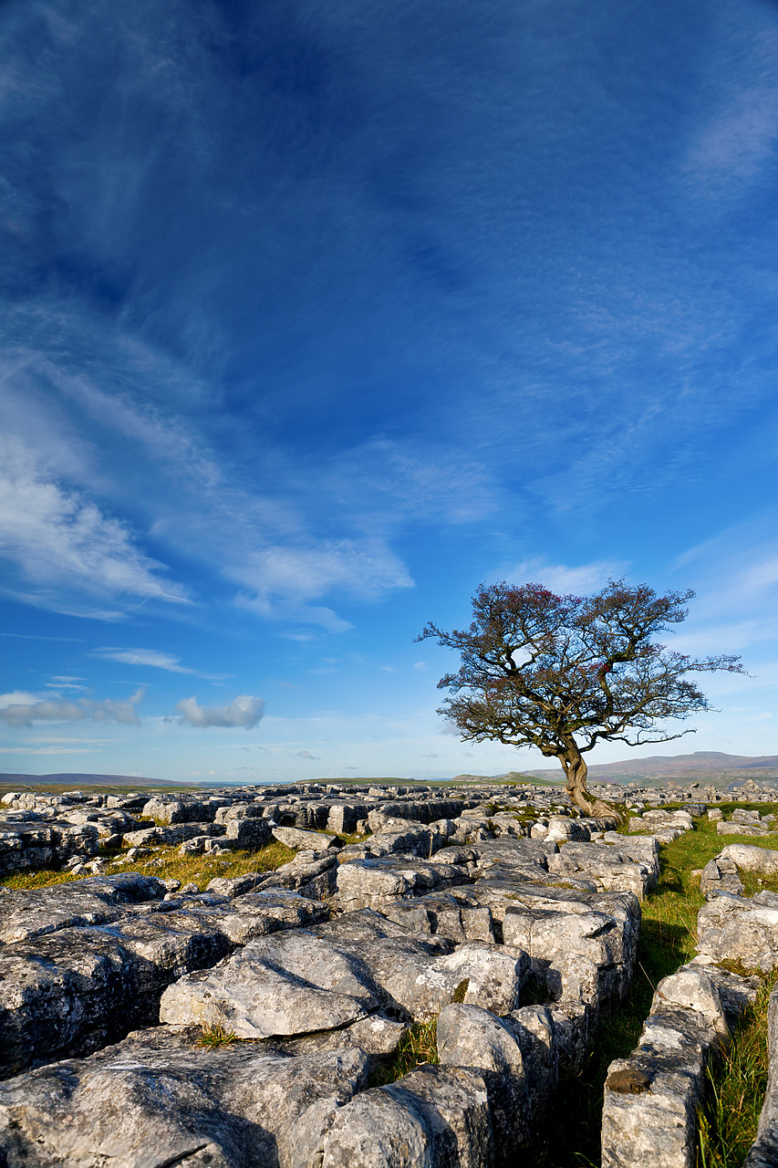 #100543-2 - Tree in Limestone Pavement, Yorkshire Dales National Park,   North Yorkshire, England