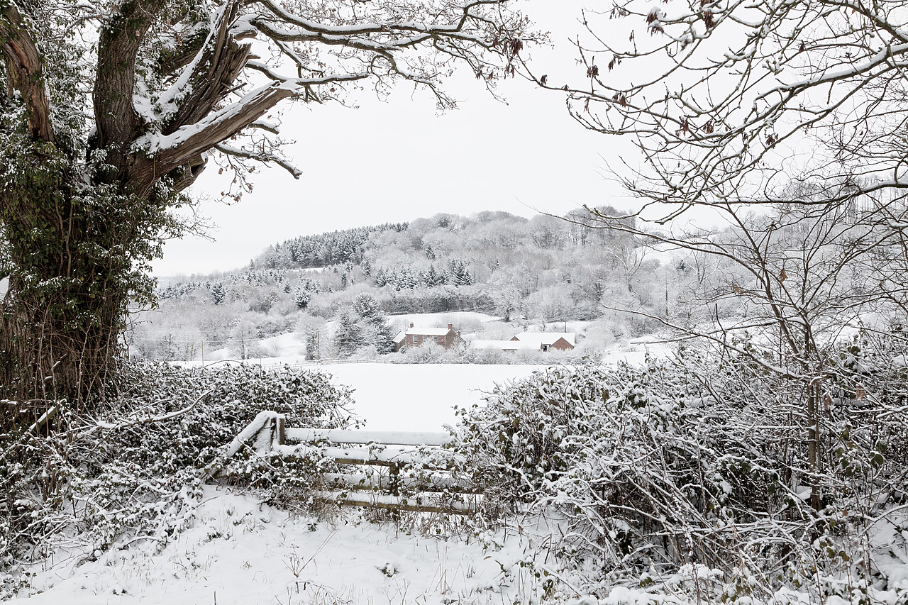 #100554-1 - Countryside in Winter, Stockwood, Dorset, England
