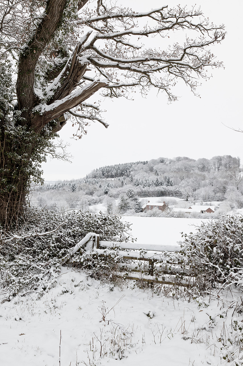 #100554-2 - Countryside in Winter, Stockwood, Dorset, England