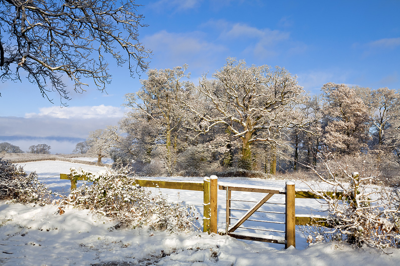 #100558-1 - Gate into Winter Countryside, Dorset, England
