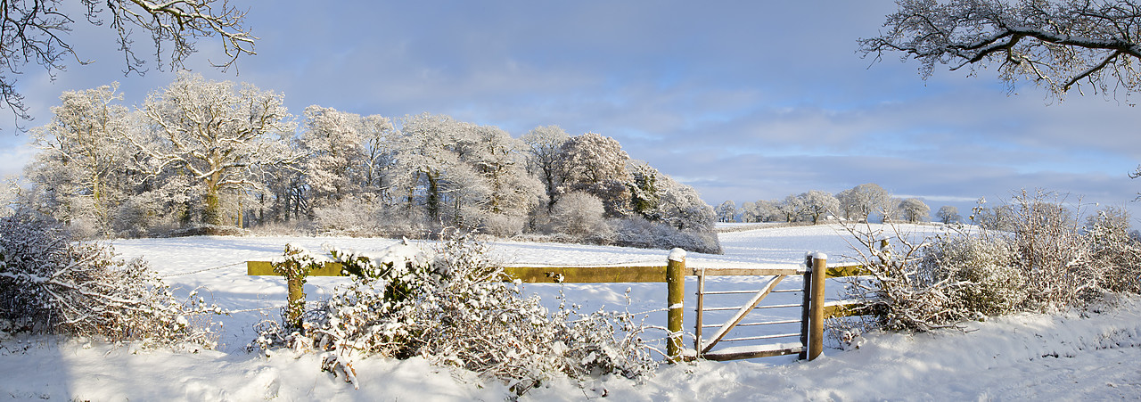 #100558-2 - Gate into Winter Countryside, Dorset, England