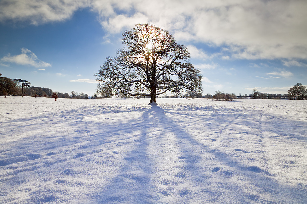 #100564-1 - Tree in Winter, Melbury Deer Park, Dorset, England