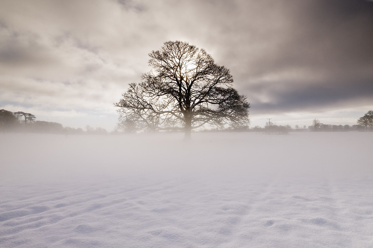 #100565-1 - Tree in Winter Mist, Melbury Deer Park, Dorset, England