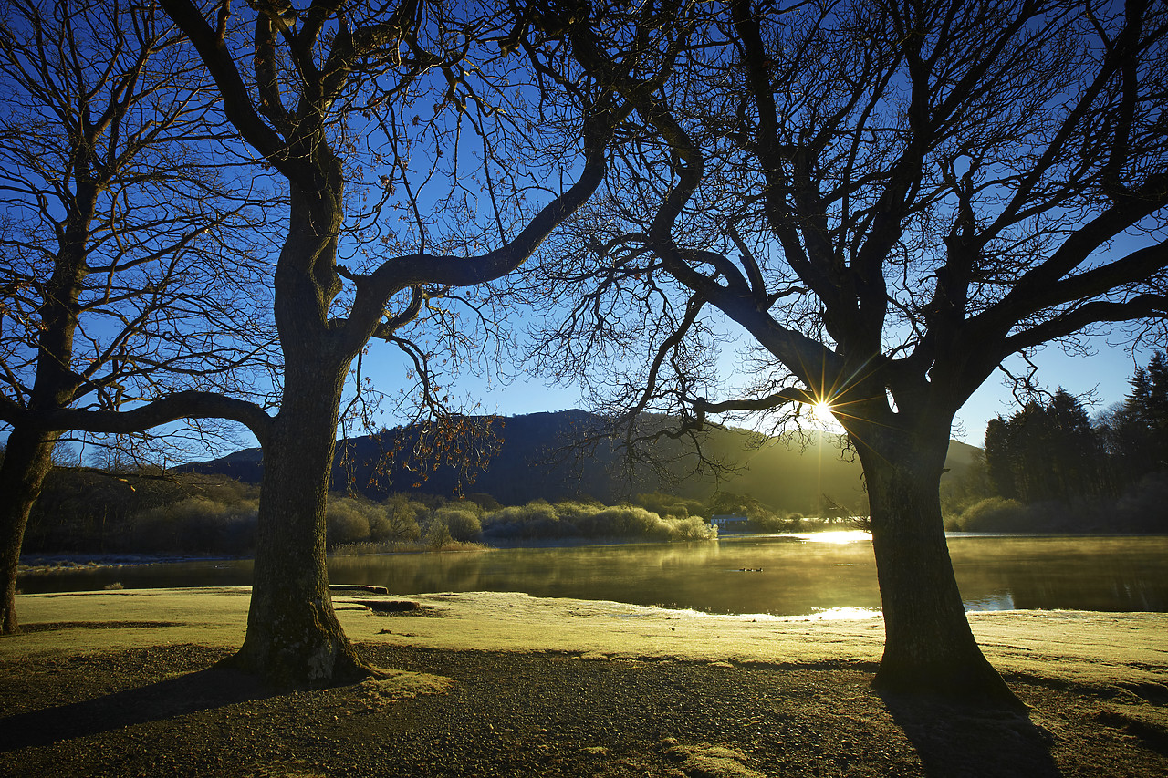 #110001-1 - Backlit Trees along Derwent Water, Lake District National Park, Cumbria, England