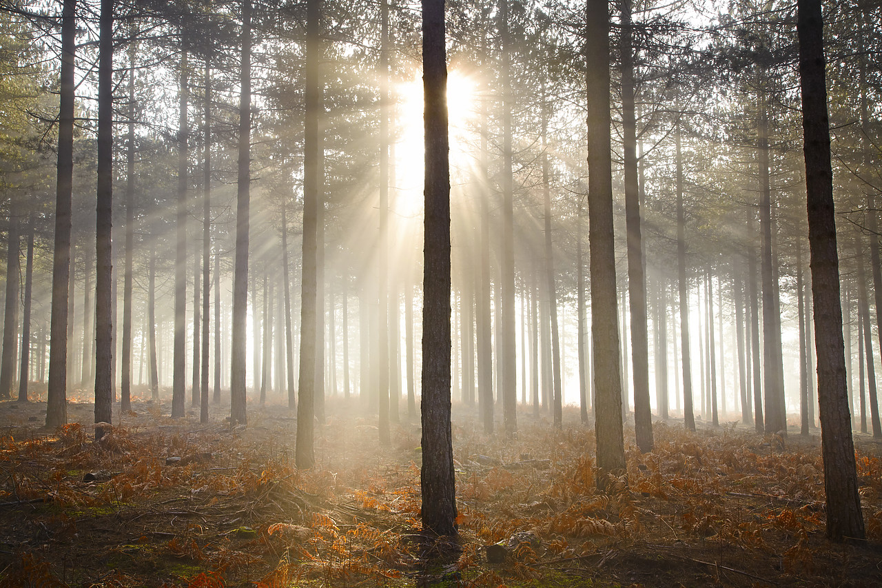 #110050-1 - Misty Sunshine Through Trees, Arne Wood, Dorset, England