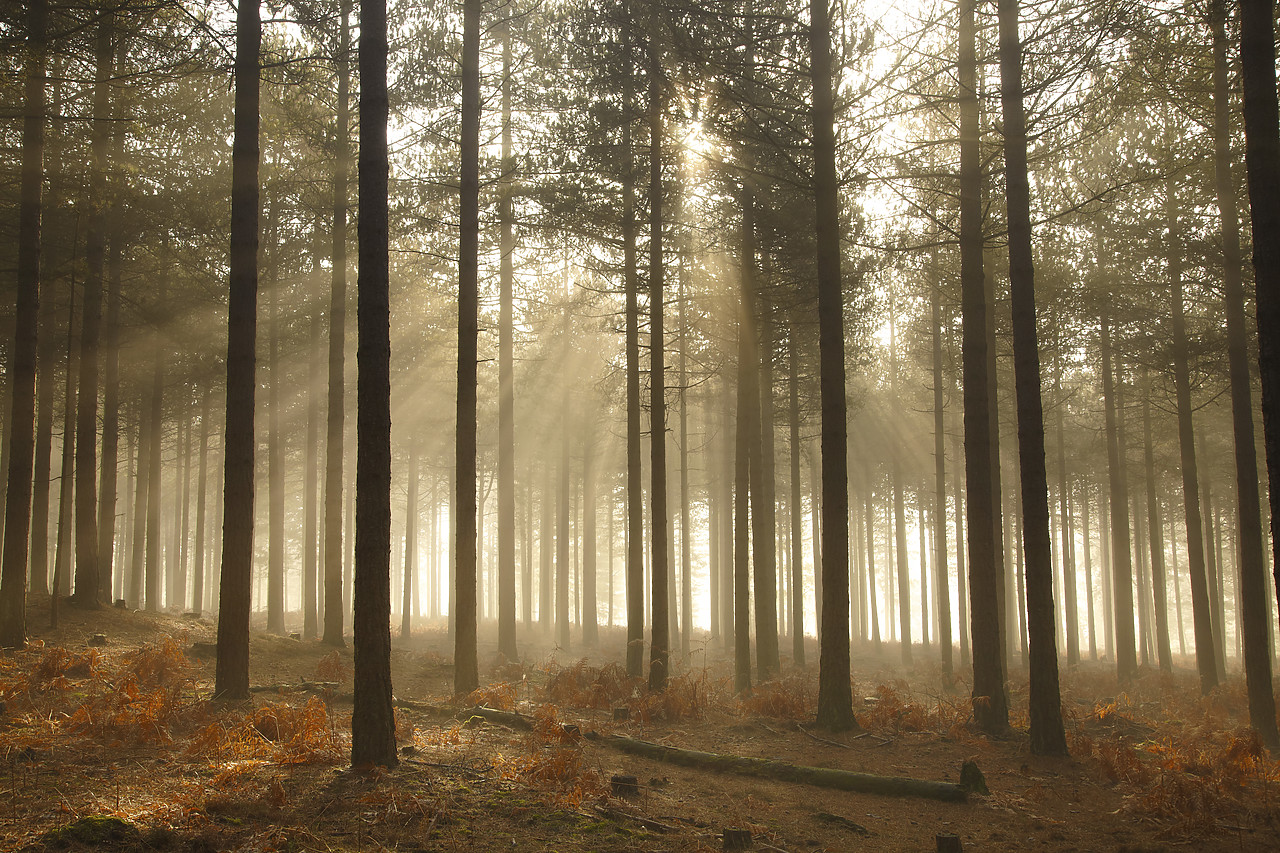 #110051-1 - Misty Sunshine Through Trees, Arne Wood, Dorset, England