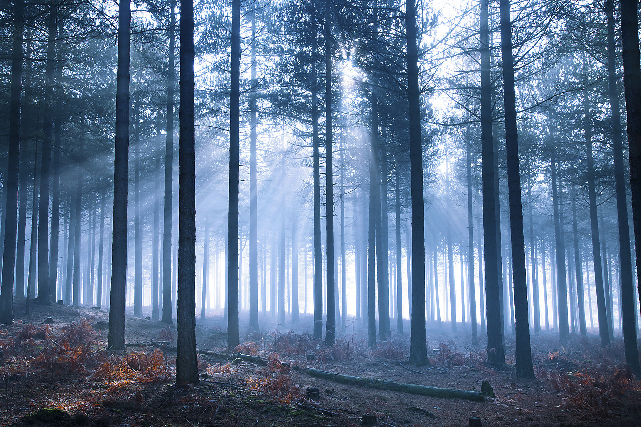 #110052-1 - Misty Sunshine Through Trees, Arne Wood, Dorset, England