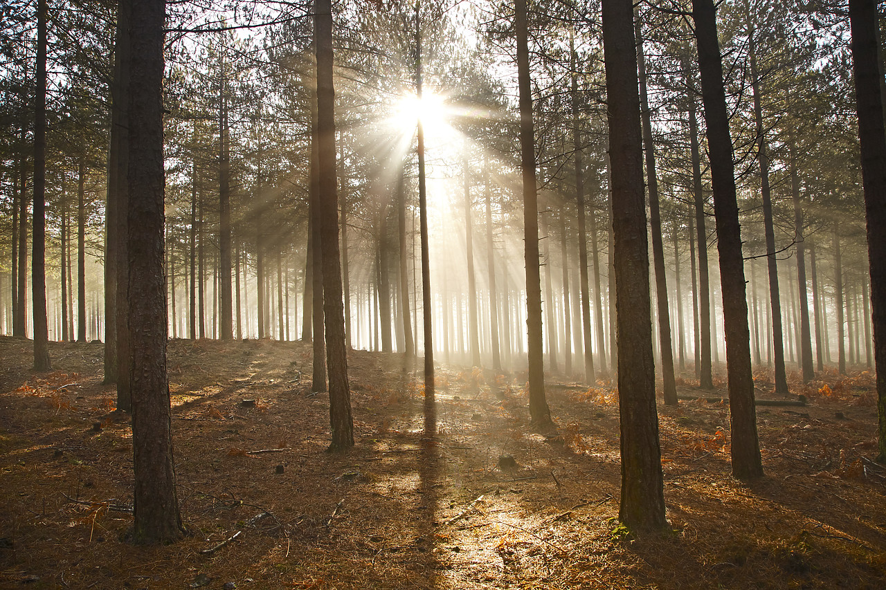 #110053-1 - Misty Sunshine Through Trees, Arne Wood, Dorset, England