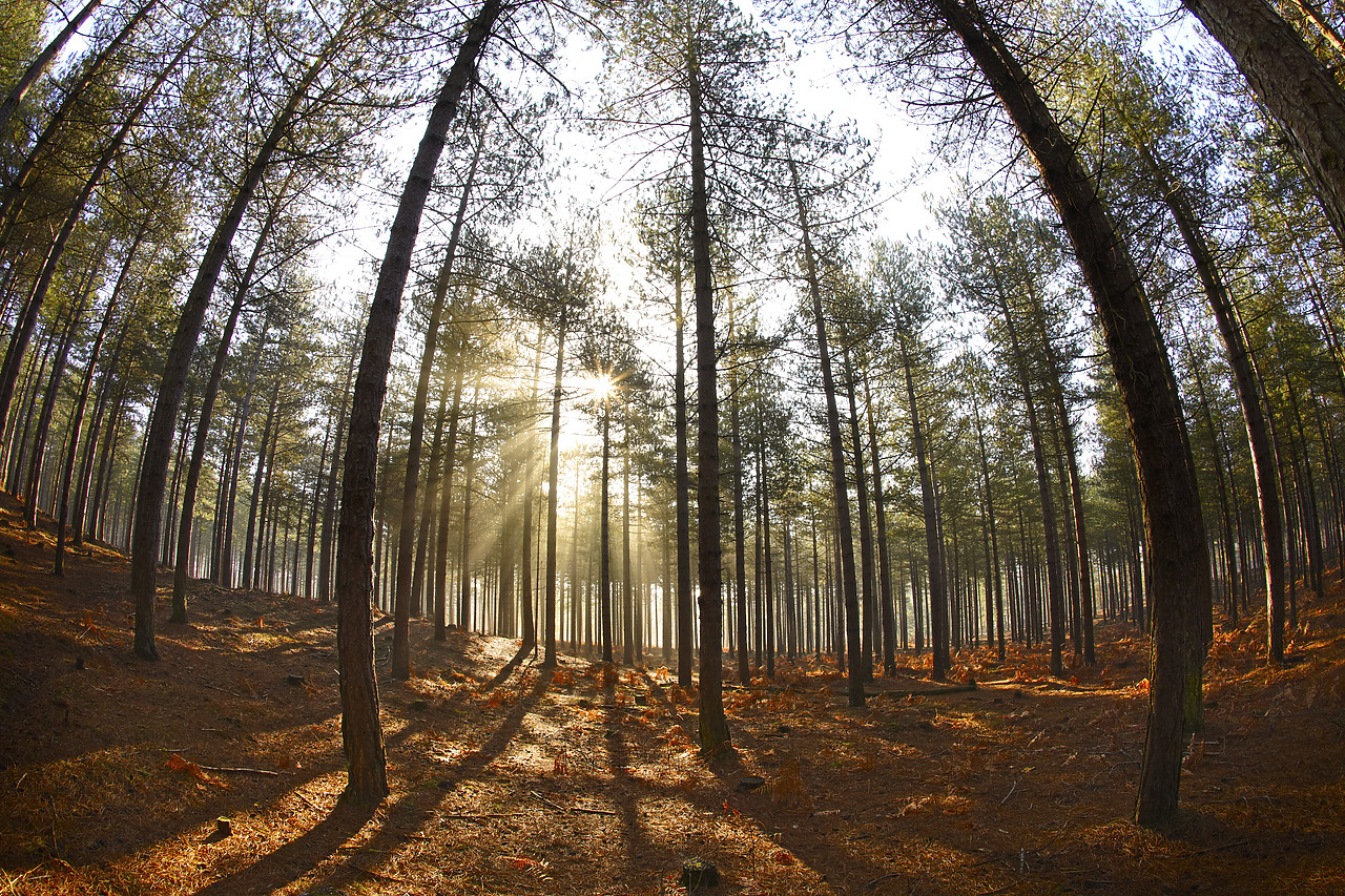 #110054-1 - Misty Sunshine Through Trees, Arne Wood, Dorset, England