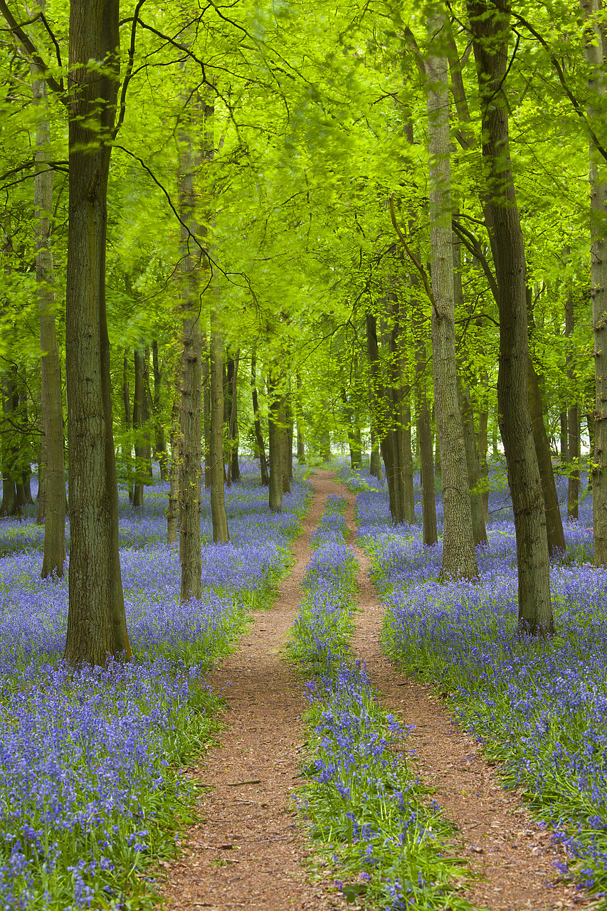#110076-2 - Path through Bluebell Wood, Dockey Wood, Ashridge Estate, Hertfordshire, England