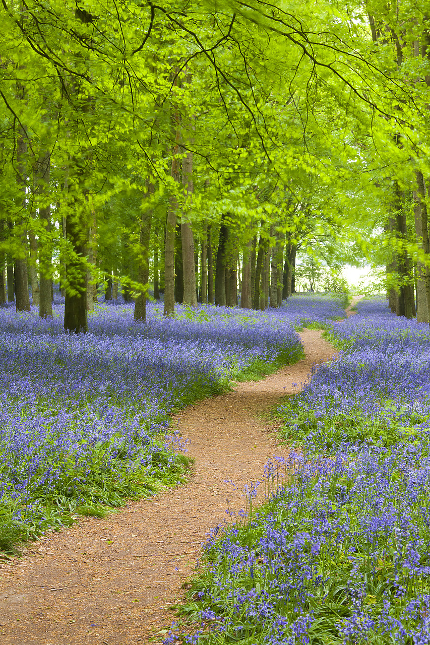 #110077-1 - Path through Bluebell Wood, Dockey Wood, Ashridge Estate, Hertfordshire, England