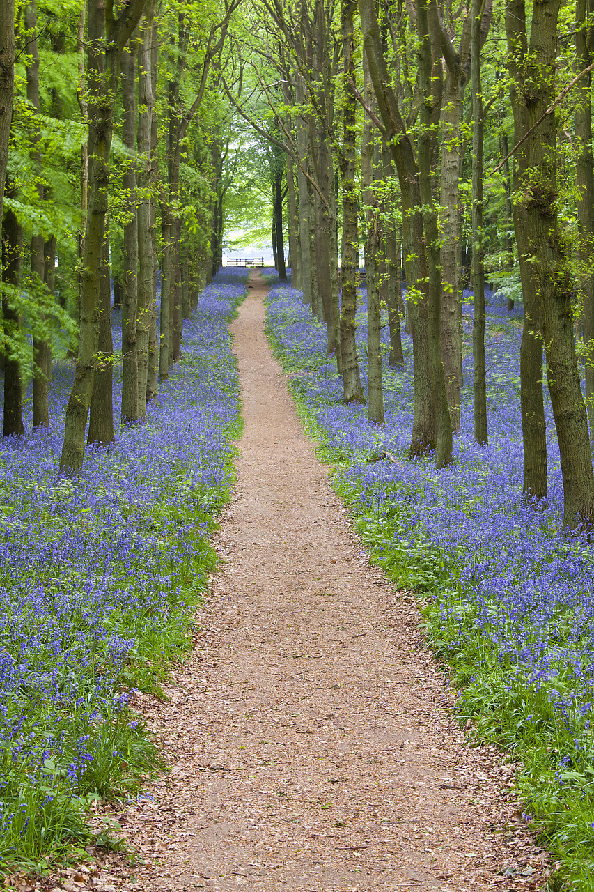 #110078-1 - Path through Bluebell Wood, Dockey Wood, Ashridge Estate, Hertfordshire, England