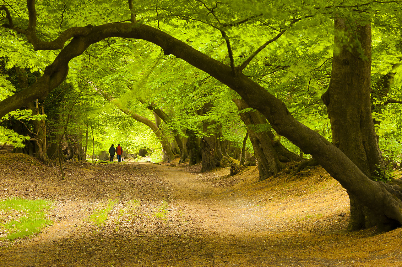 #110081-1 - Couple Walking Through Beech Tree Avenue, Ashridge Forest, Hertfordshire, England