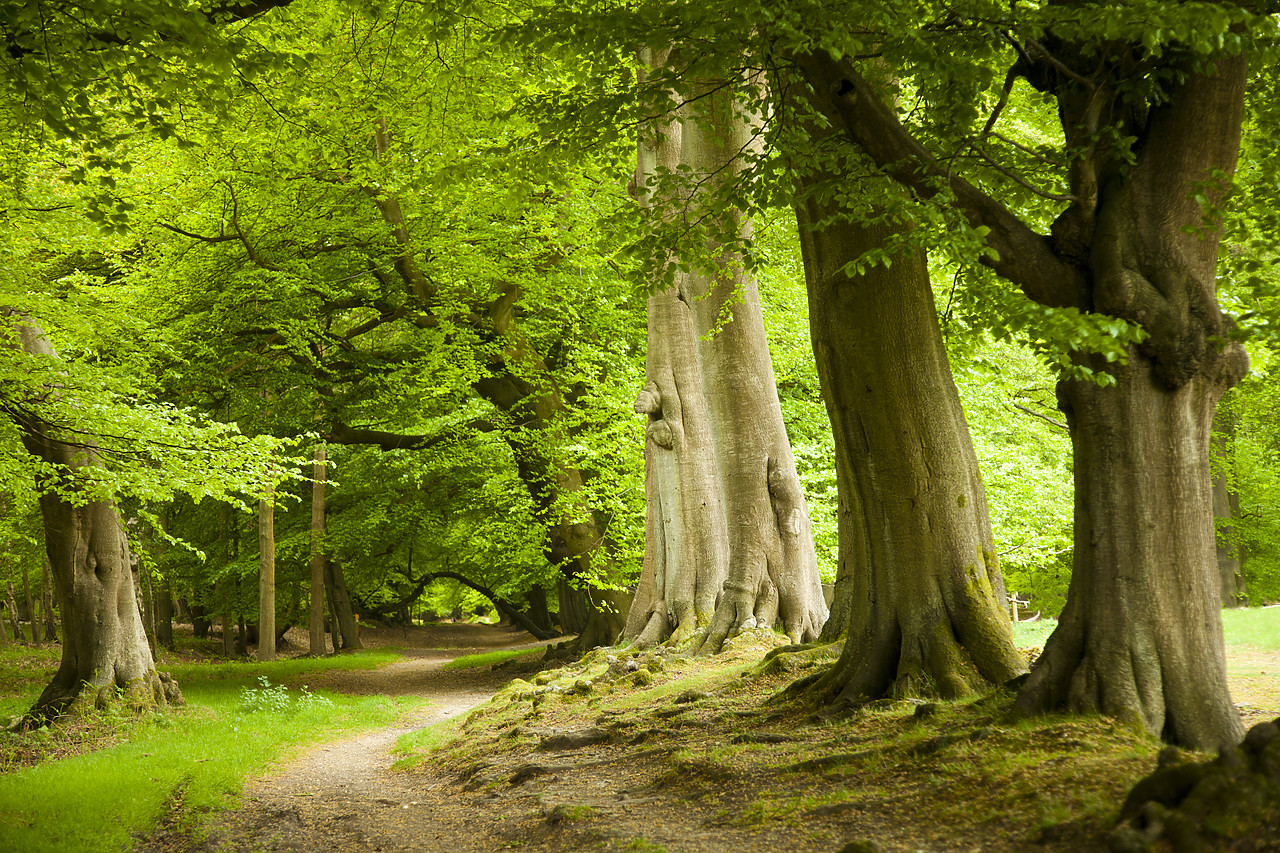 #110083-1 - Beech Tree Avenue, Ashridge Forest, Hertfordshire, England