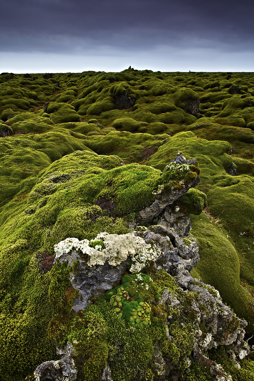 #110094-1 - Moss-covered Lava Field, Iceland