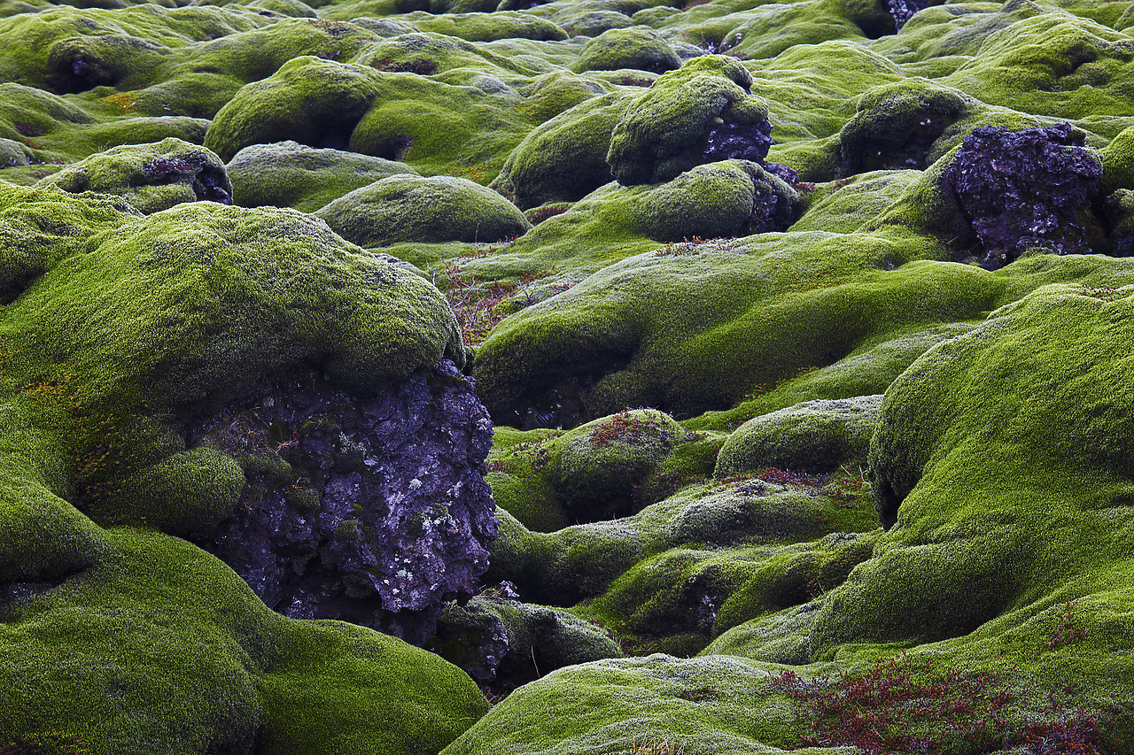 #110095-1 - Moss-covered Lava Field, Iceland