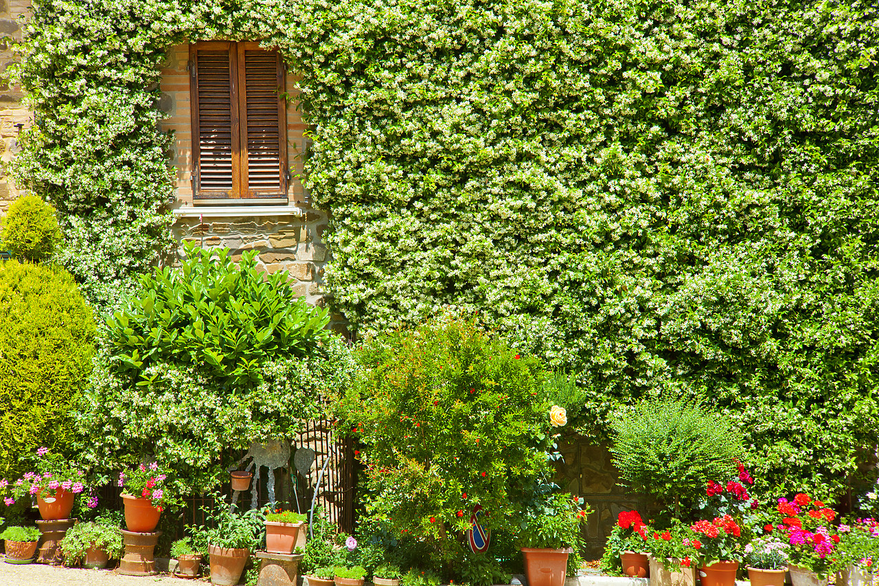 #110130-1 - Ivy-covered Wall & Flower Pots, Montalcino, Tuscany, Italy