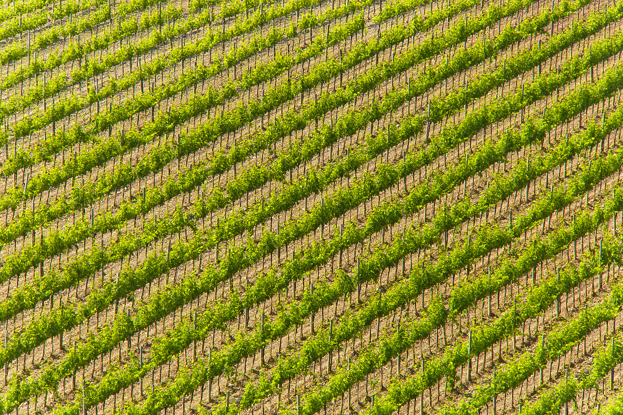 #110138-1 - Vineyard Patterns, Montalcino, Tuscany, Italy