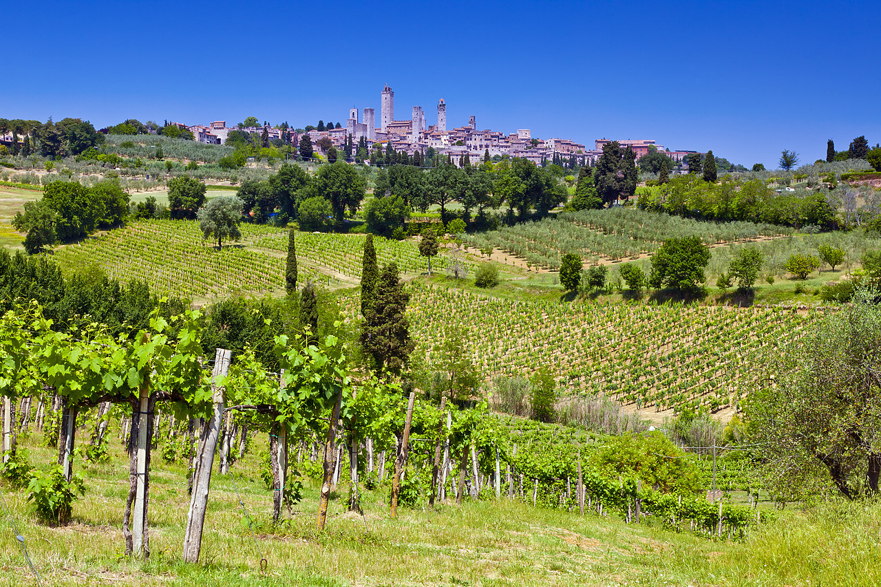 #110141-1 - Vineyards at San Gimignano., Tuscany, Italy