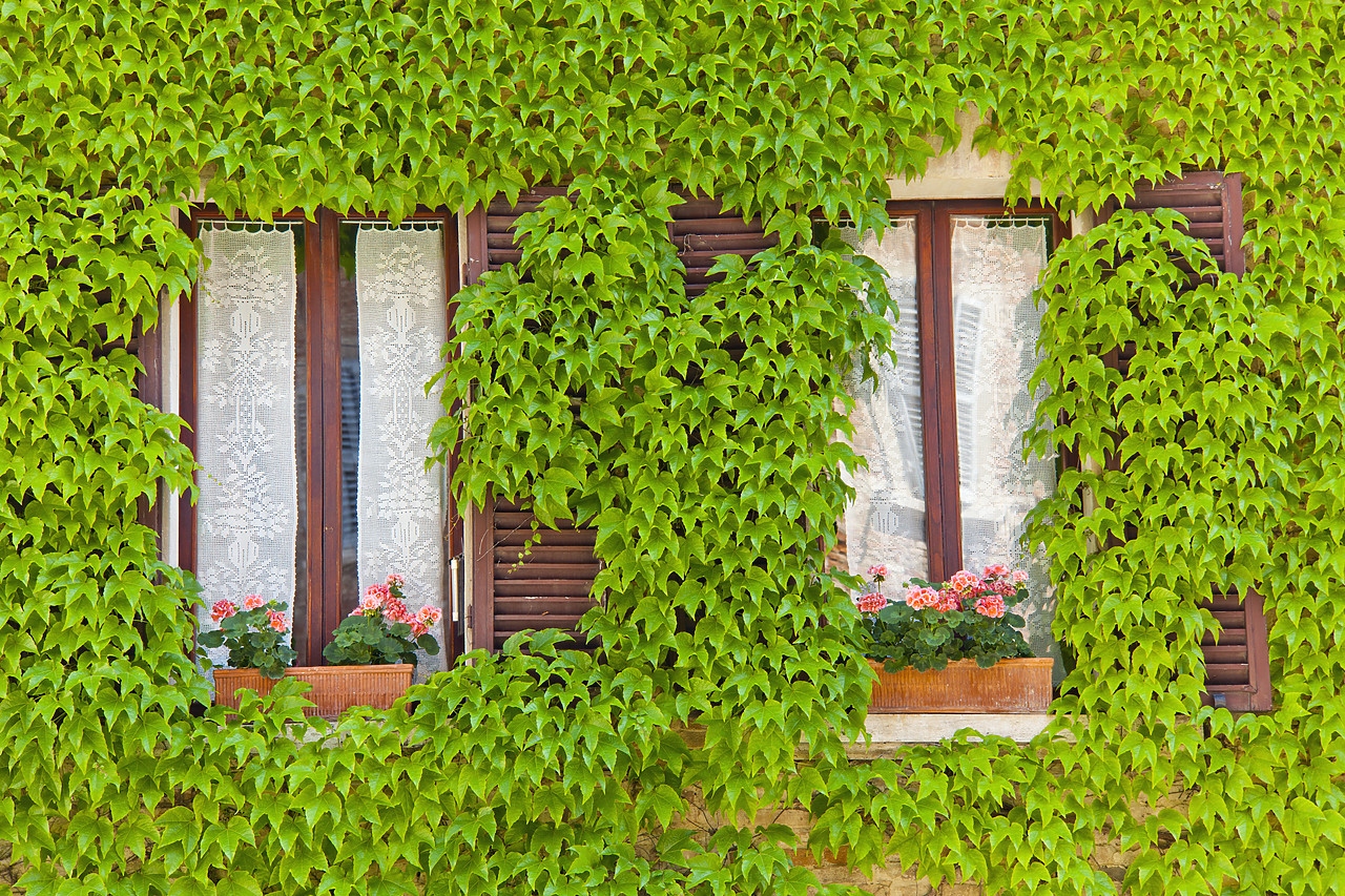 #110157-1 - Ivy-covered Windows, Montepulciano, Tuscany, Italy